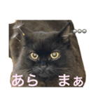 黒猫 ルナ院長134にゃんめ（個別スタンプ：3）