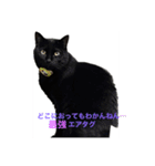 黒猫・あめちゃん・関西弁3（個別スタンプ：1）
