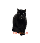 黒猫・あめちゃん・関西弁3（個別スタンプ：2）