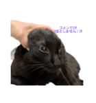 黒猫・あめちゃん・関西弁3（個別スタンプ：8）