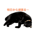 黒猫・あめちゃん・関西弁3（個別スタンプ：9）