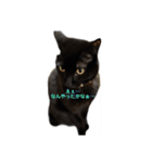 黒猫・あめちゃん・関西弁3（個別スタンプ：11）
