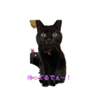 黒猫・あめちゃん・関西弁3（個別スタンプ：15）