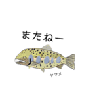 毎日使える！お魚スタンプ（個別スタンプ：6）