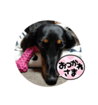 まろ犬モカstamp（個別スタンプ：1）