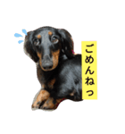 まろ犬モカstamp（個別スタンプ：5）