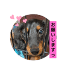 まろ犬モカstamp（個別スタンプ：6）