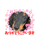 まろ犬モカstamp（個別スタンプ：7）