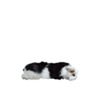 シンプルモルモット（個別スタンプ：4）