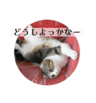 我が家の猫達スタンプ01（個別スタンプ：3）