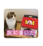 我が家の猫達スタンプ01（個別スタンプ：4）