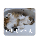 我が家の猫達スタンプ01（個別スタンプ：5）