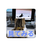 我が家の猫達スタンプ01（個別スタンプ：6）