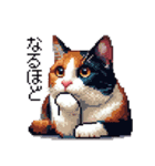 ドット絵 三毛猫 猫 日常会話 40種（個別スタンプ：34）