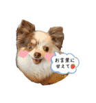 わんさんぽスタンプ（個別スタンプ：17）