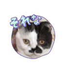 みー様の挨拶（個別スタンプ：4）