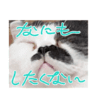 みー様の挨拶（個別スタンプ：5）