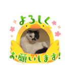 みー様の挨拶（個別スタンプ：15）