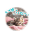 【年末年始＆冬】毎年使える猫スタンプ1（個別スタンプ：40）