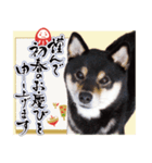 柴犬 黒柴きのこの日常14 お正月編（個別スタンプ：3）