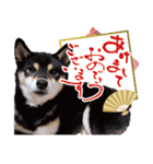 柴犬 黒柴きのこの日常14 お正月編（個別スタンプ：5）