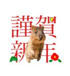 新年のクオッカワラビーあけおめ編（個別スタンプ：1）