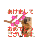 新年のクオッカワラビーあけおめ編（個別スタンプ：3）