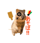新年のクオッカワラビーあけおめ編（個別スタンプ：6）