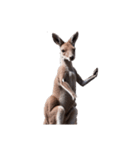 カンガルー kangaroo（個別スタンプ：2）