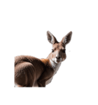 カンガルー kangaroo（個別スタンプ：3）