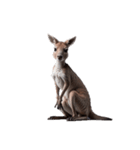 カンガルー kangaroo（個別スタンプ：6）