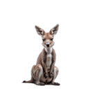 カンガルー kangaroo（個別スタンプ：7）