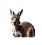 カンガルー kangaroo（個別スタンプ：10）