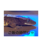 Japanreptile（個別スタンプ：8）