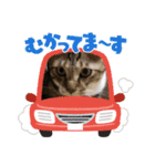 虎吉福島2024（個別スタンプ：9）
