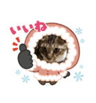 虎吉福島2024（個別スタンプ：10）