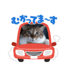 虎吉福島2024（個別スタンプ：12）