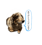 ミニチュアダックスのジョナスくん3（個別スタンプ：8）