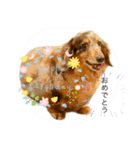 ミニチュアダックスのジョナスくん3（個別スタンプ：9）