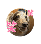 ミニチュアダックスのジョナスくん3（個別スタンプ：10）