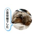 ミニチュアダックスのジョナスくん3（個別スタンプ：12）