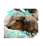 ミニチュアダックスのジョナスくん3（個別スタンプ：15）