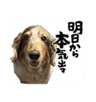 ミニチュアダックスのジョナスくん3（個別スタンプ：16）
