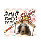 ミニチュアダックスのジョナスくん3（個別スタンプ：18）