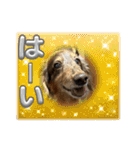 ミニチュアダックスのジョナスくん3（個別スタンプ：19）