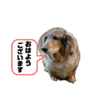 ミニチュアダックスのジョナスくん3（個別スタンプ：20）