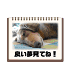 ミニチュアダックスのジョナスくん3（個別スタンプ：24）