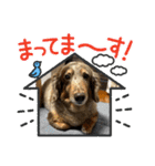 ミニチュアダックスのジョナスくん3（個別スタンプ：27）