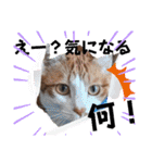 金澤さんちの猫たちパート4（個別スタンプ：1）