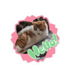 金澤さんちの猫たちパート4（個別スタンプ：3）
